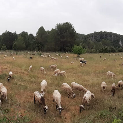 Associació Molí del Fort